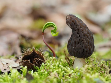 Spitzmorchel (Morchella elata), Morchella conica