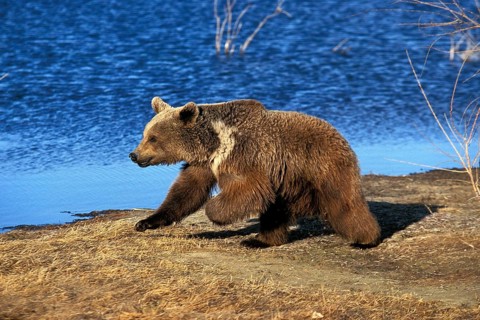 GRIZZLY BEAR (ursus arctos horribilis), ADULT RUNNING BESIDE LAKE, ALASKA