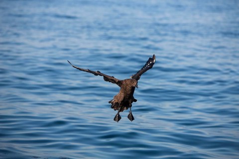 ANTARCTIC SKUA (catharacta antarctica), ADULT LANDING ON WATER, FALSE BAY IN SOUTH AFRICA
