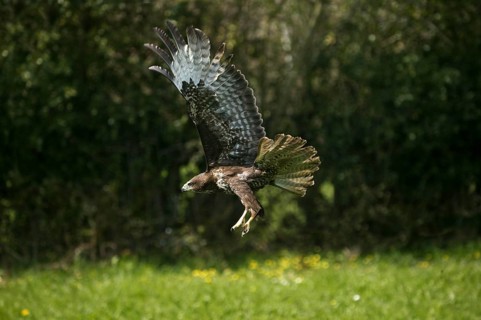 Common Buzzard (buteo buteo), Adult in Flight, Normandy