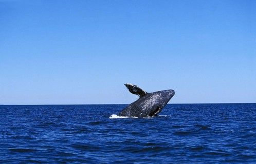 GREY WHALE OR GRAY WHALE (eschrichtius robustus), ADULT BREACHING, BAJA CALIFORNIA IN MEXICO
