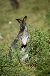 BENNETT'S WALLABY (macropus rufogriseus), ADULT IN BUSH, AUSTRALIA