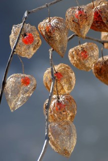 Lampion flower in fruit stand, seed stand in garden, Physalis alkekengi