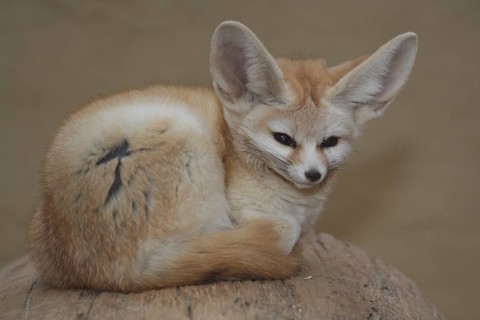 Fennek fennec fox (Vulpes zerda)