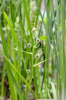(Sparganium erectum) growing in the middle of Typha Latifolia reeds in the lake under the summer