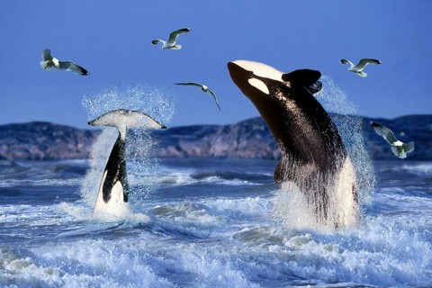 Orcas (Orcinus orca), Killerwhales, Schwertwale, Orkas, [animals, aussen, outdoor, seitlich, side,