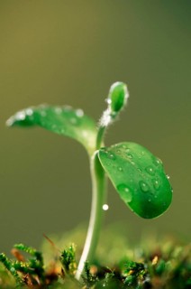 Sunflower seedling with water drop, seedling
