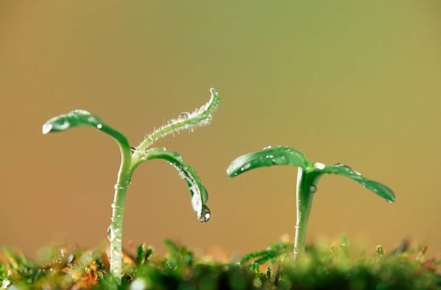 Sunflower sprouts with water droplets, sunflower seedlings with water droplets (Plants) (Plants)