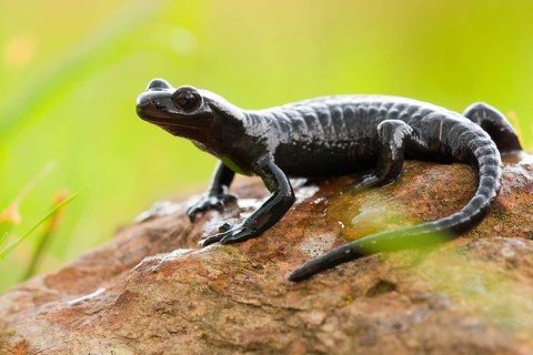 Alpine Salamander (Salamandra atra) Germany