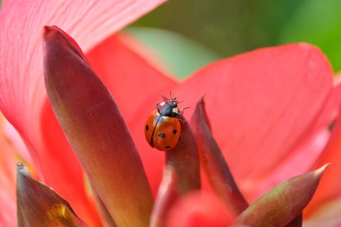 Ladybird on cannas (Canna) flower, seven-spott ladybird (Coccinella septempunctata), flower cane