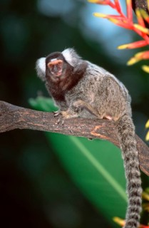 Common Marmoset (Callithrix jacchus)