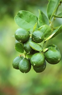 Um, lemon (Citrus limon), lemon tree rue family, BRANCH OF LEMON TREE IN HAWAII
