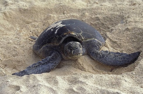 Loggerhead Sea Turtle (caretta caretta), Female covering Eggs with Sand after Laying, Australia,