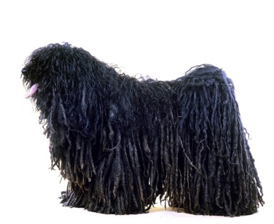 Hungarian Puli Dog