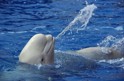 Beluga Whale (delphinapterus leucas) or White Whale, Adult splashing Water