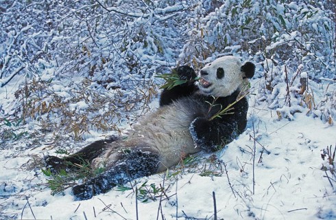 Giant panda (ailuropoda melanoleuca), WOLONG RESERVE IN THE PROVINCE OF SICHUAN, CHINA
