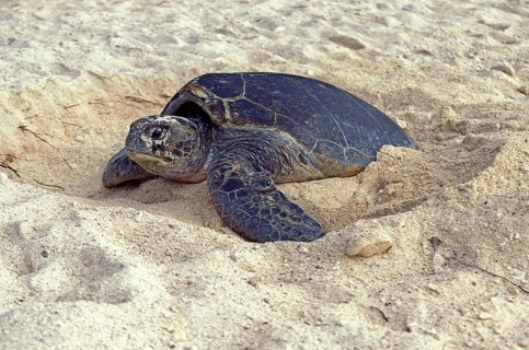 Loggerhead Sea Turtle (caretta caretta), Female putting Sand on its Eggs, after Laying them,