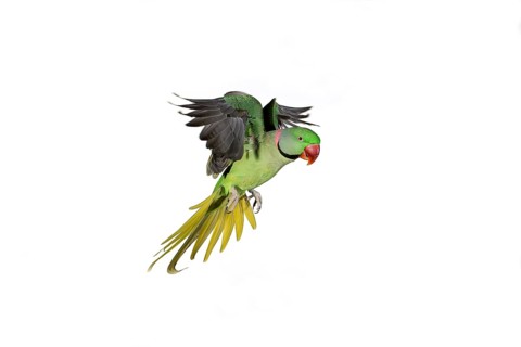 Alexandrian parrot (Psittacula eupatria), adult in flight against white background