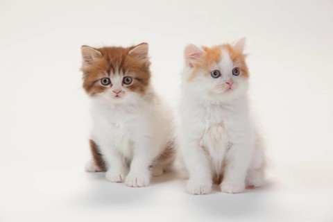 British longhair cat, kitten, 8 weeks, chocolate-tabby-mackerel-white and red-white, Highlander,