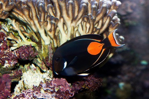 Achilles Surgeonfish, Orange Surgeonfish, Achilles Surgeonfish, Orange Surgeonfish, Animals, Other
