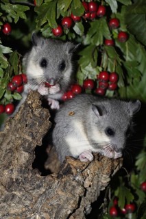 Edible Dormice (Glis glis), youngs, Germany, Europe