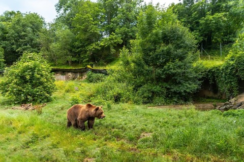 A brown bear in a park in the municipality of Borce in the French Pyrenees