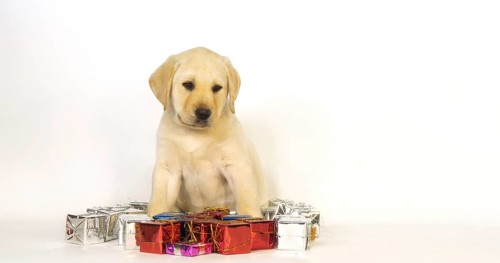Yellow Labrador Retriever, Puppy and Gifts on White Background, Normandy