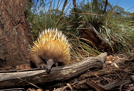 SHORT BEAKED ECHIDNA (tachyglossus aculeatus), ADULT, AUSTRALIA