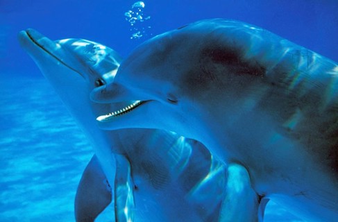 Bottlenose Dolphin (tursiops truncatus), Adults Communicating