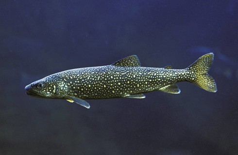 American lake trout, American lake trout, Canadian lake trout, American lake trout, American lake