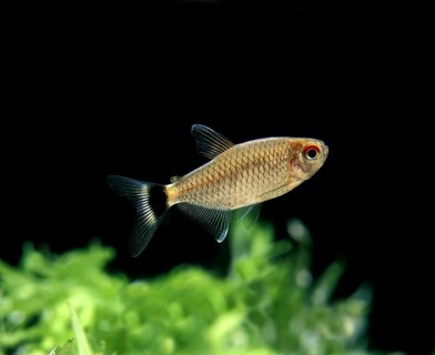 Black Tetra, Other animals, Fishes, Animals, Tetra species, GLASS OR GLOSSY OR RED-EYE TETRA