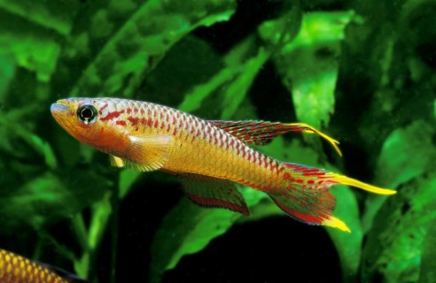 Shiny splendid carp, Shiny splendid carp, Other animals, Fishes, Animals, Tooth carp, SPLENDID