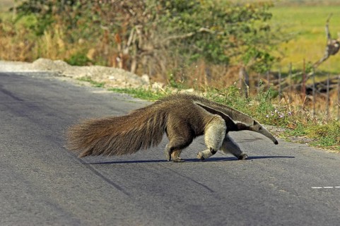 Giant anteater (myrmecophaga tridactyla), adult crossing road, Los Lianos in Venezuela