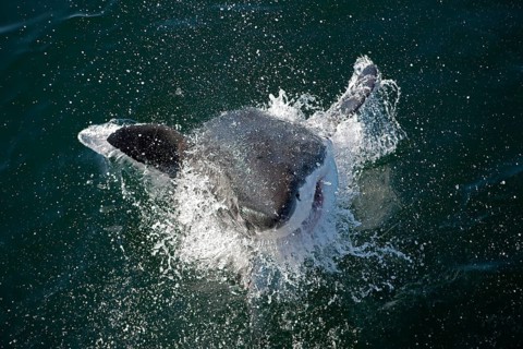 Great white shark, white shark, man shark, Great white sharks (carcharodon carcharias), white