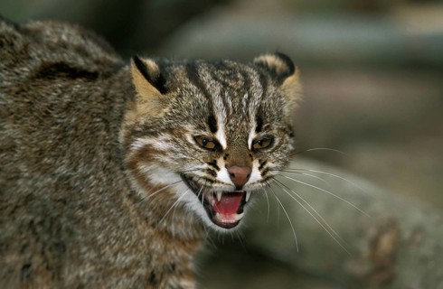 Amur Leopard Cat (prionailurus bengalensis) or Siberian Leopard Cat euptilura, Portrait of Adult
