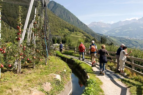 Hiker on Waalweg, Algund, Merano, South Tyrol, Italie (Hiker) on Waalweg, Algund, Merano, South