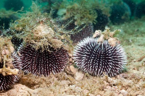 Violet (Sphaerechinus granularis) Urchin, Istria, Adriatic Sea, Croatia, Europe