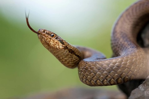 Smooth snake (Coronella austriaca) North Rhine-Westphalia, Germany, Europe