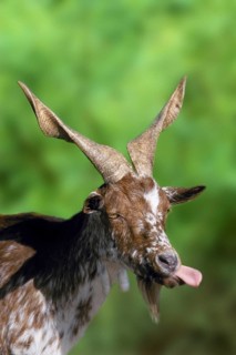 Girgentana goat, goat, sticks out tongue, billy goat, domestic goat, goats