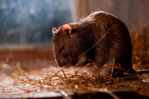 Rat (Rattus norvegicus forma domestica), in barn, Rhineland-Palatinate, Germany, Europe