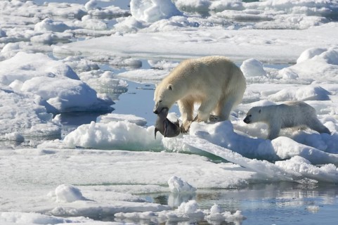 Polar bear (Thalassarctos maritimus), female and young, with captured ringed seal (Phoca hispida),
