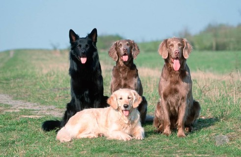 Black Old German Shepherd Dog, Longhaired Weimaraner and Golden Retriever