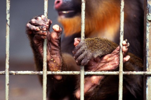 Mandrill (Mandrillus sphinx), cage, caging, bars, captivity