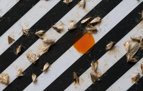 Common clothes moths (Tineola bisselliella) on adhesive strips of a moth trap, Frankfurt am Main,