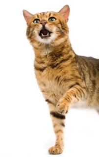 BROWN SPOTTED BENGAL DOMESTIC CAT, ADULT, HOLDING UP FRONT LEG