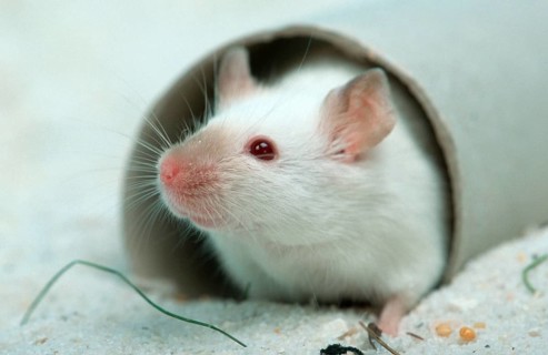 White Mouse, House Mouse