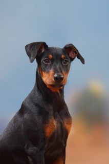 German Pinscher, puppy, 17 weeks
