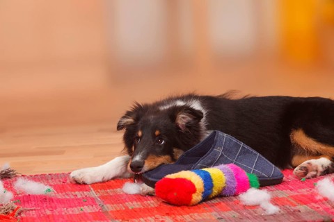 Sheltie, puppy, 4 1/2 months, chewing on slipper, Shetland Sheepdog, shredding, shredding, destroy,