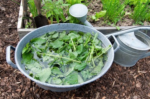 Herbal swill with stinging nettle (Urtica dioica), stinging nettle, stinging nettle swill, herbal