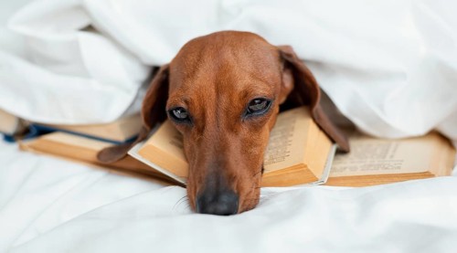 Cute dog laying books